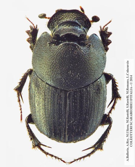 Onthophagus semicornis, maschio 