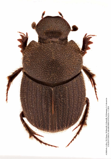 Onthophagus joannae