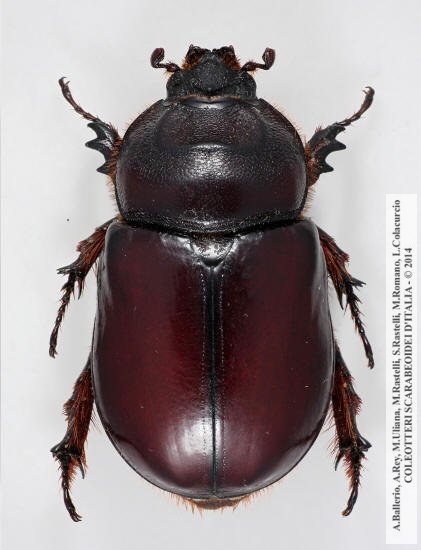 Oryctes nasicornis grypus, femmina