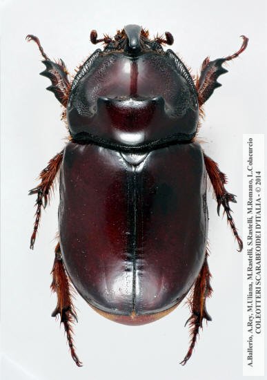 Oryctes nasicornis grypus, maschio 