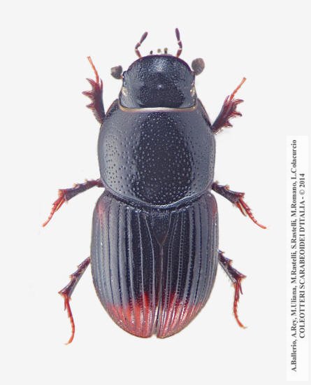 Otophorus haemorrohidalis