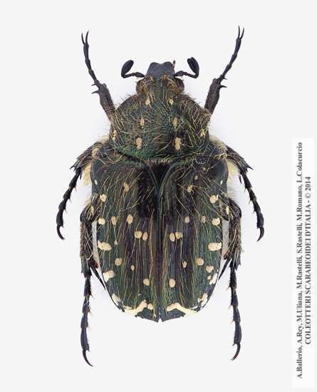 Oxythyrea funesta