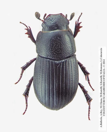 Parammoecius gibbus