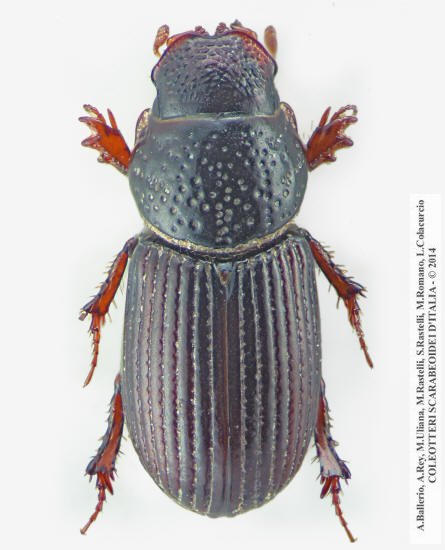 Platytomus tibialis