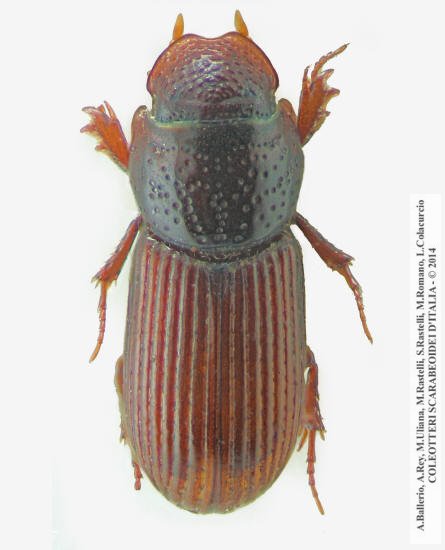 Pleurophorus opacus