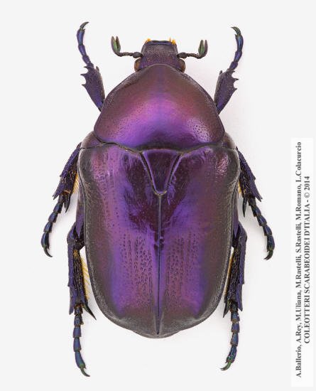 Protaetia mirifica, femmina