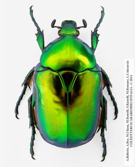 Protaetia speciosissima