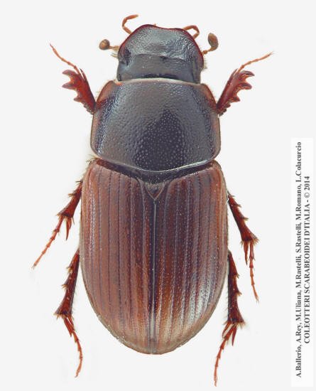Pseudacroccus cribricollis