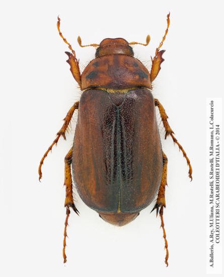 Rhizotrogus aestivus, femmina