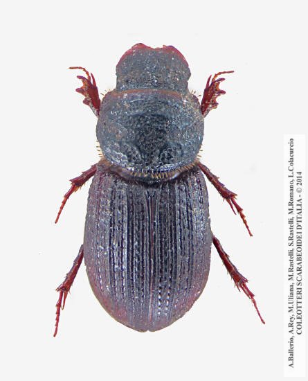 Rhyssemus plicatus