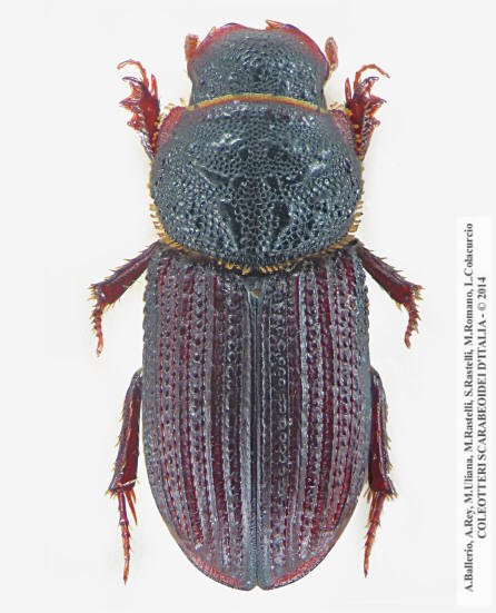 Rhyssemus sulcatus