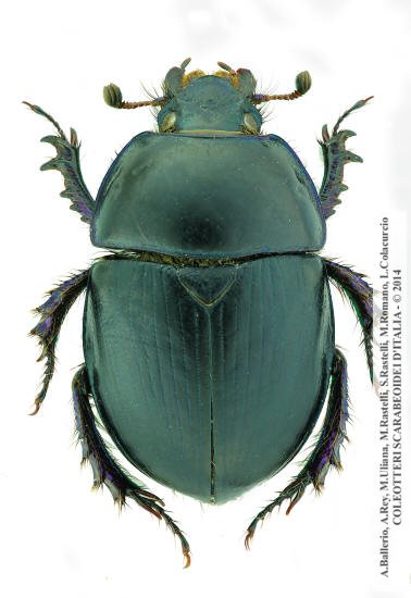 Sericotrupes niger