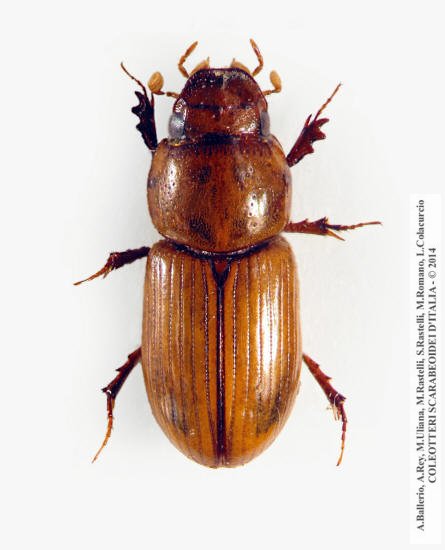 Subrinus vitellinus