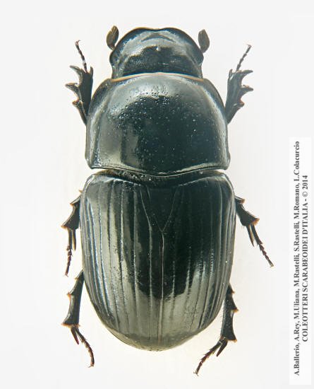Teuchestes fossor, femmina
