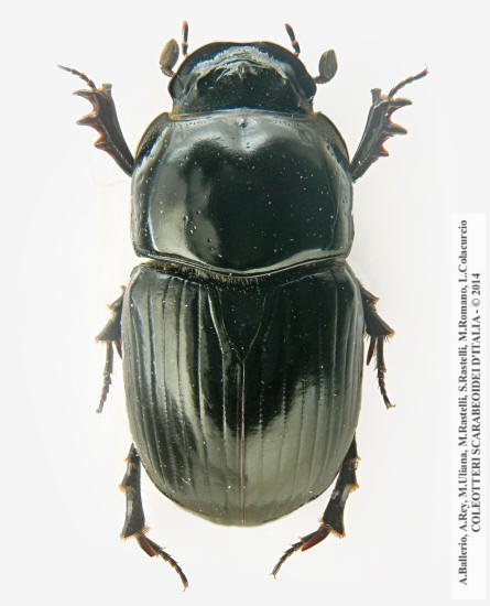 Teuchestes fossor, maschio