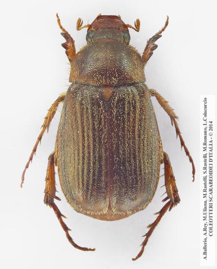 Triodontella alni, femmina 