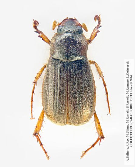 Triodontella alni, maschio