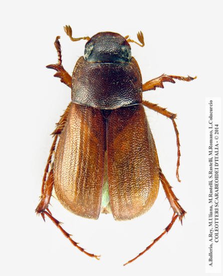 Triodontella bucculenta, maschio