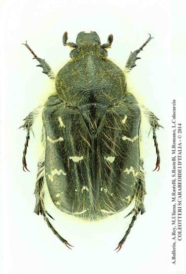 Tropinota squalida squalida