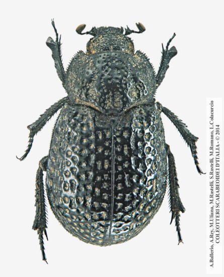 Trox cribrum
