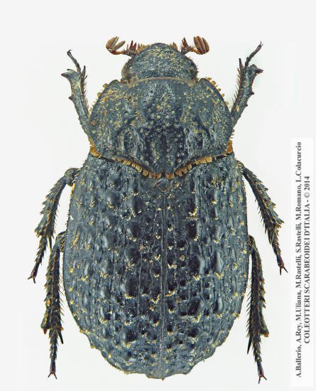 Trox fabricii