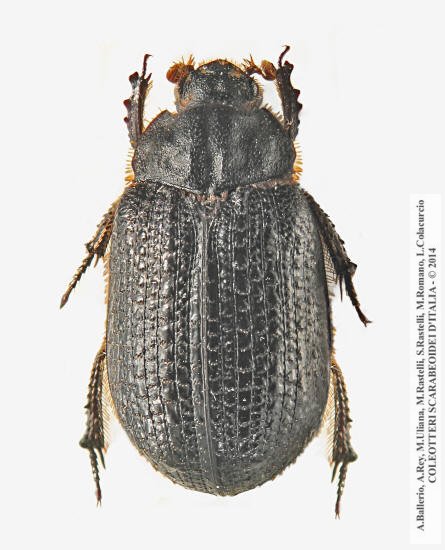 Trox granulipennis