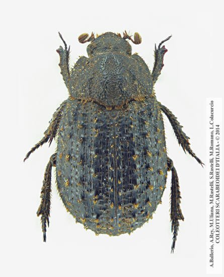 Trox litoralis