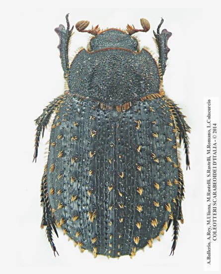 Trox niger