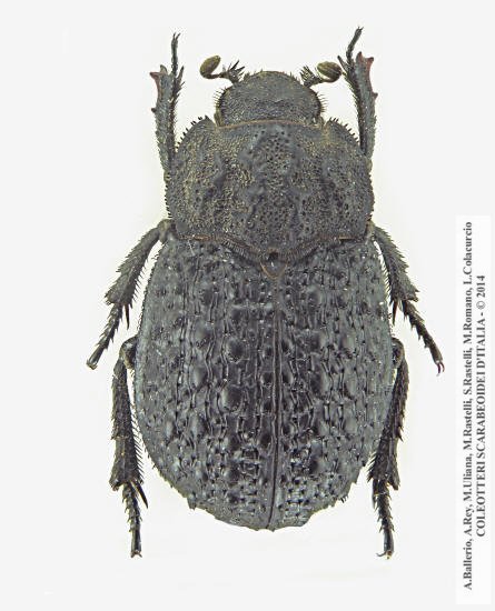 Trox perlatus