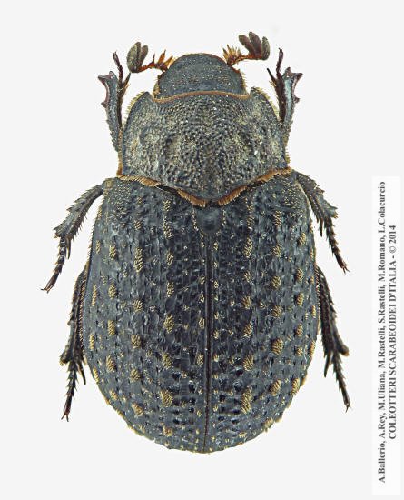 Trox sabulosus