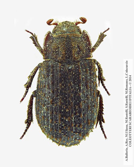 Trox scaber