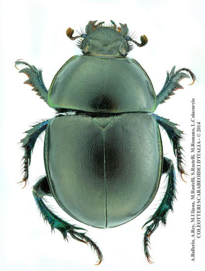 Trypocopris alpinus marianii, femmina