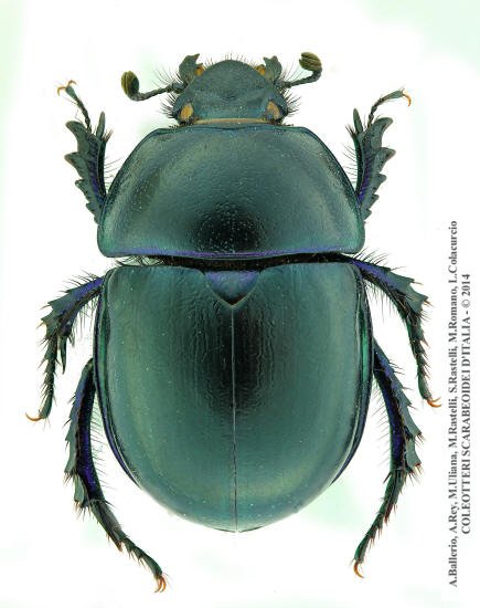 Trypocopris vernalis apenninicus, femmina