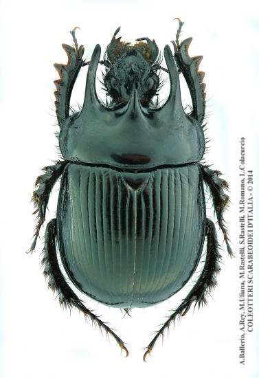 Typhaeus typhoeus, maschio 