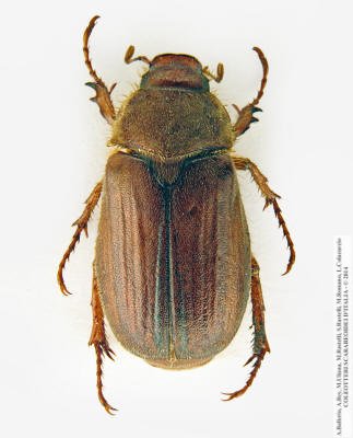 Amphimallon pseudomajale, maschio