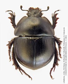 Jekelius marginatus, femmina