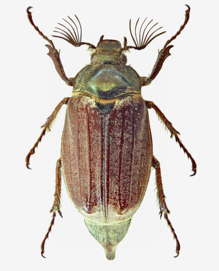 Melolontha melolontha, maschio