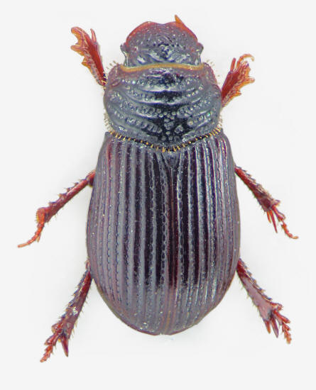 Psammodius asper